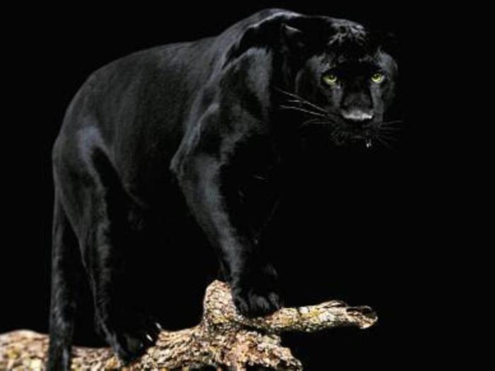 черная пантера на гербе