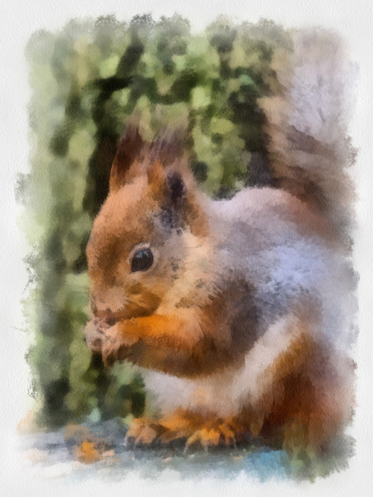 Squirrel_08_Aquarell (525x700, 114Kb)