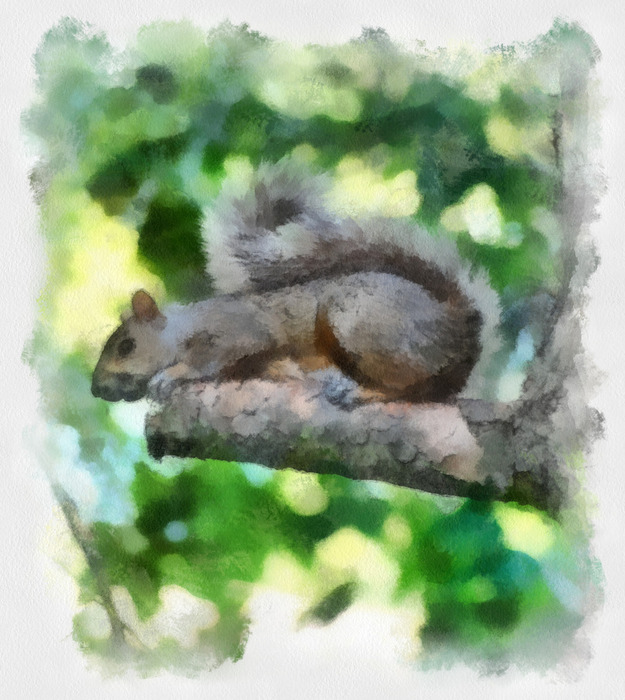 Squirrel_06_Aquarell (625x700, 142Kb)