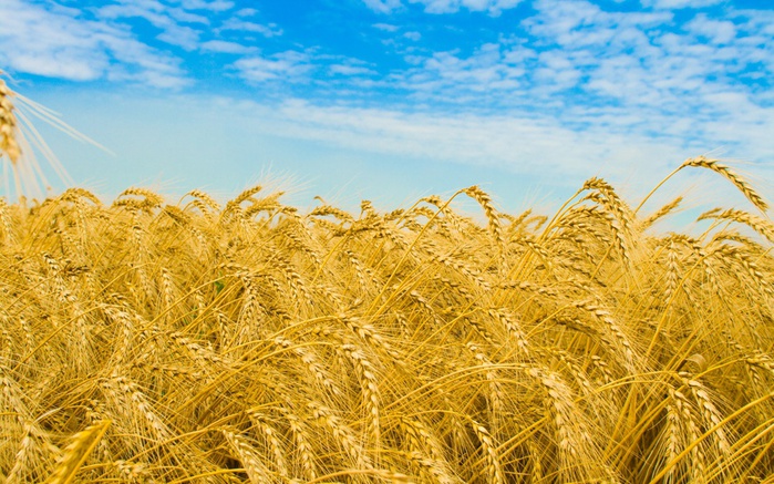 wheat-field-003 (700x437, 178Kb)
