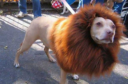 cool-hairdresses-of-animals-6 (500x328, 57Kb)