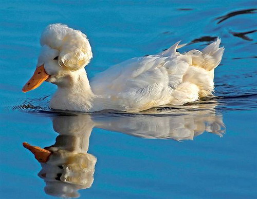 cool-hairdresses-of-animals-9 (500x388, 52Kb)