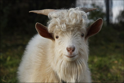 cool-hairdresses-of-animals-11 (500x333, 65Kb)