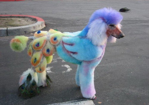 cool-hairdresses-of-animals-13 (500x352, 73Kb)
