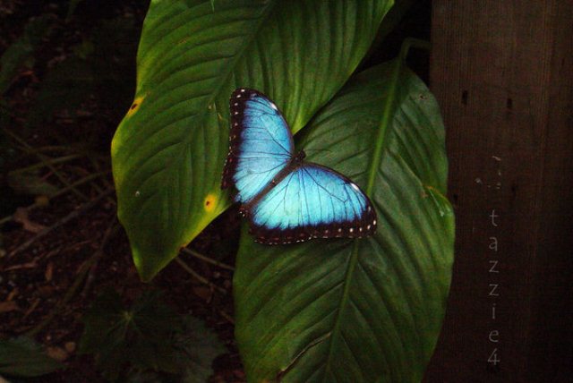 butterfly_by_tazzie4 (640x428, 44Kb)