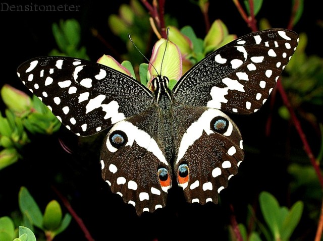 Butterfly_XV_by_densitometer (640x478, 87Kb)
