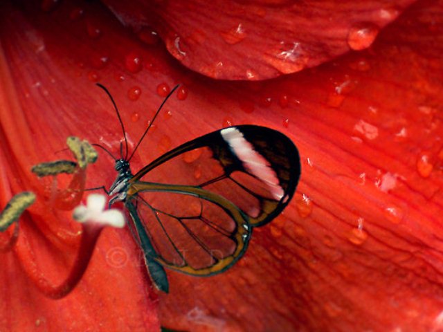 Red_butterfly__by_minniemouse123 (640x480, 50Kb)