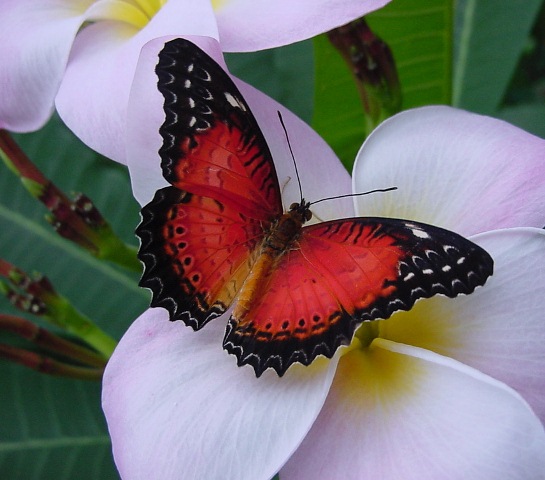 Butterfly_-_Red_on_White_- (545x480, 79Kb)