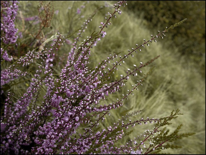 2986984_755414 (700x526, 129Kb)