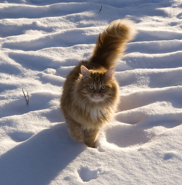 catsnow005 (600x610, 76Kb)