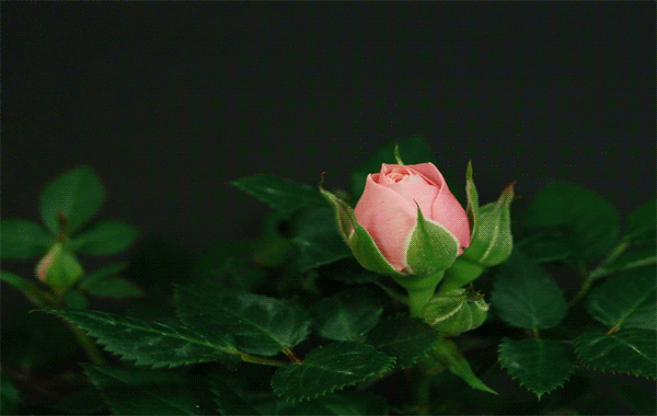 роза раскрывающаяся (600x380, 1868Kb)