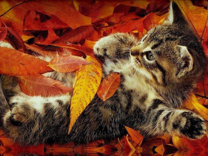 1317656559_65032948_38268846_wallpapers_cats_204 (700x525, 125Kb)