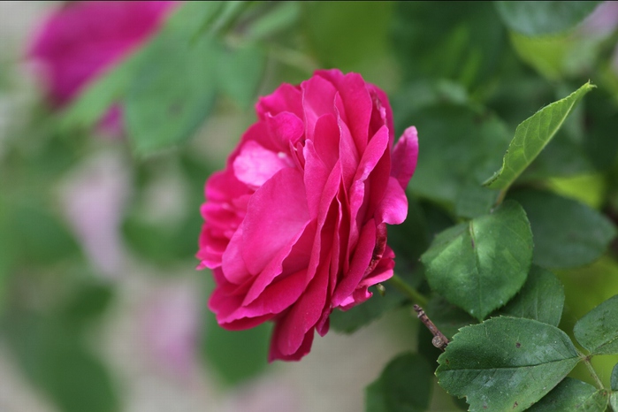 10007-Rosa-Princesse-Amedee-de-Broglie (700x466, 119Kb)