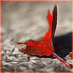 -60a510c29280d39d527c6 (150x150, 23Kb)
