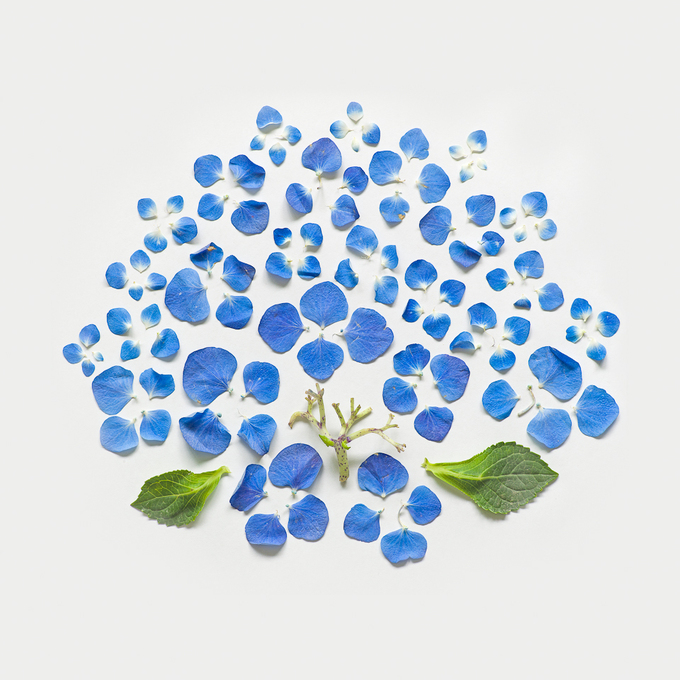 hydrangea-exploded-01-portfolio-rag-A3-thumb-680x680-167465 (680x680, 361Kb)