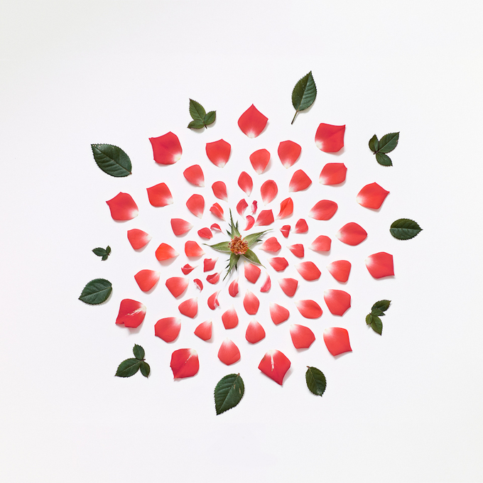 red-rose-exploded-museo-portfolio-rag-A3-thumb-680x680-167479 (680x680, 299Kb)
