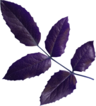  Lilas (6) (637x700, 411Kb)