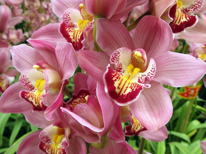 орхидея (700x525, 105Kb)