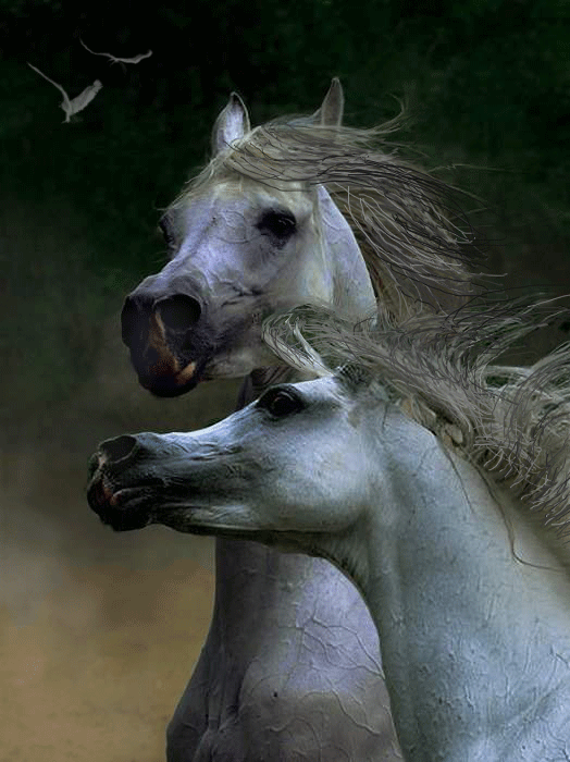 лошади белые (524x700, 667Kb)