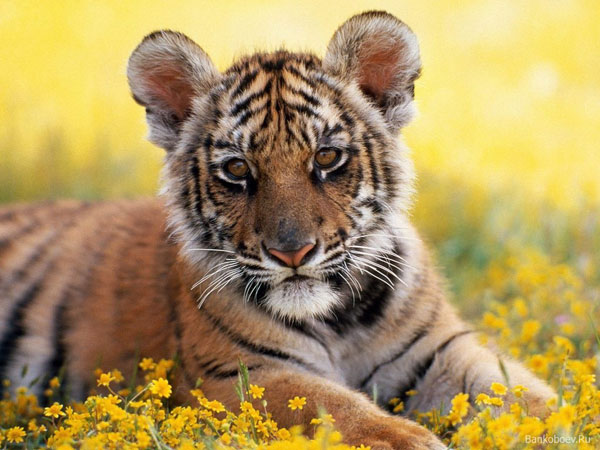 tigerbaby03 (600x450, 71Kb)