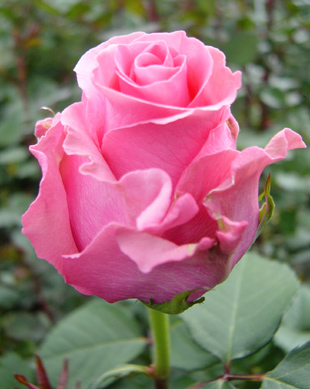 роза розовая (310x389, 66Kb)