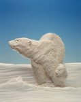 Превью polar-bear-calvin-nicholls (397x500, 27Kb)