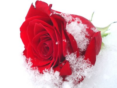 1 Snow Rose (www.cute-pictures.blogspot.com) (400x300, 21Kb)