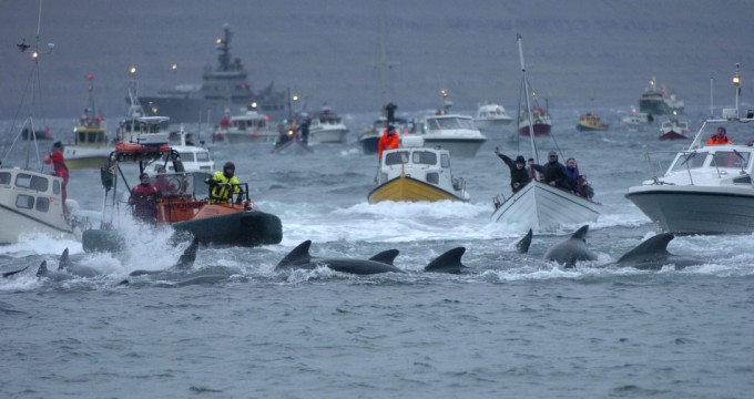 whale-slaughter-in-faroe-islands5-680x360 (680x360, 56Kb)