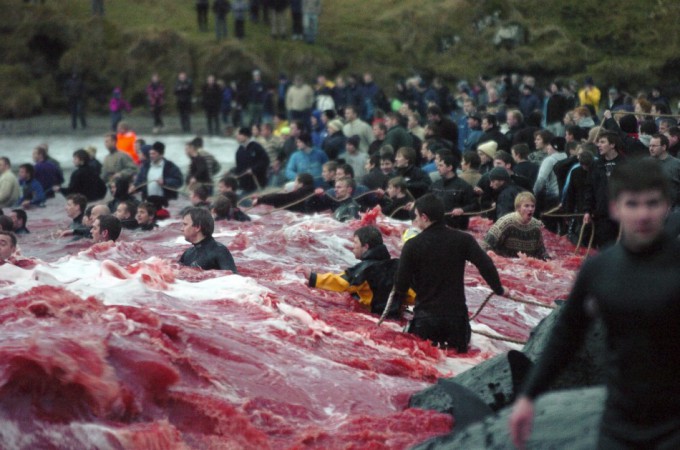 whale-slaughter-in-faroe-islands1-680x450 (680x450, 85Kb)