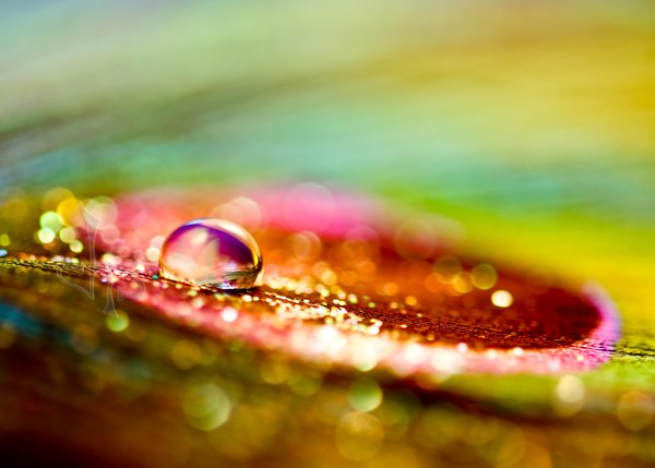 Color_Explosion_by_dansch (600x429, 33Kb)