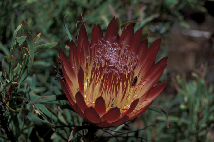 Starr_980528-4146_Protea_repens (700x466, 306Kb)