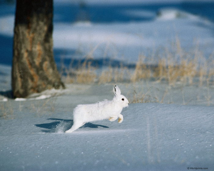 hare001 (700x560, 123Kb)