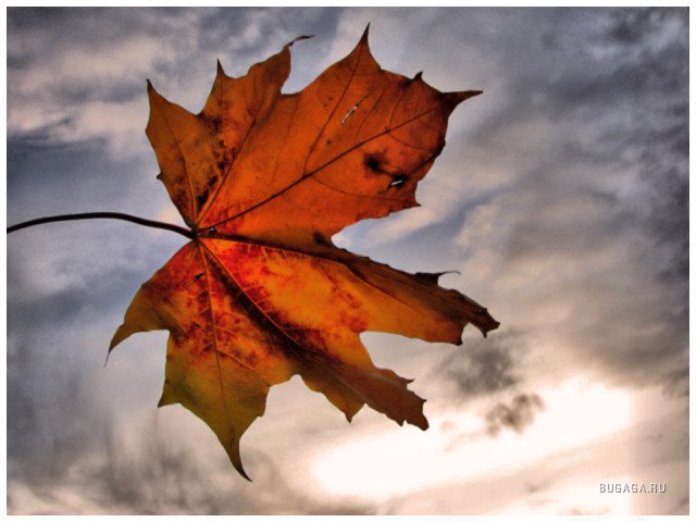 1257884920_autumn_by_medinka (640x480, 52Kb)