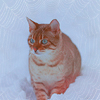 snow16 (100x100, 15Kb)