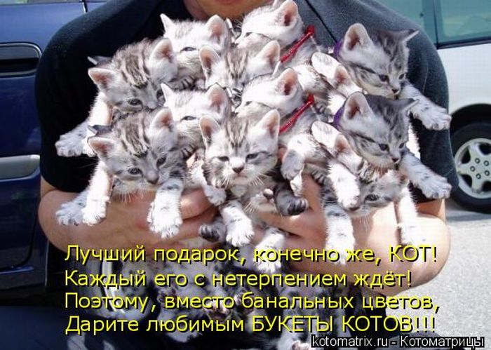 букеты котов котоматрица (700x499, 83Kb)