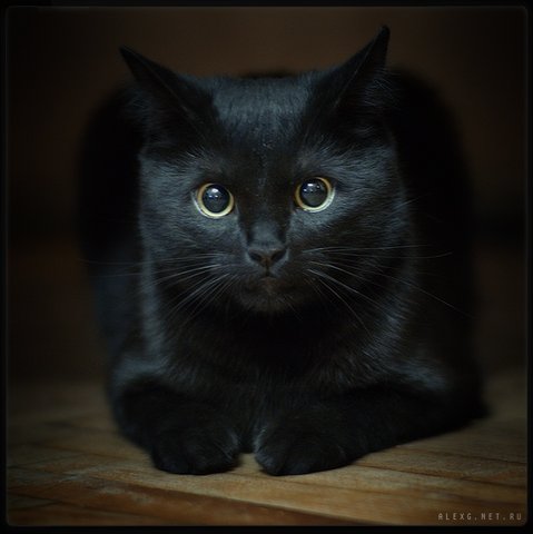 Конкурс: " Черный кот ". - Страница 2 80726921_chk1