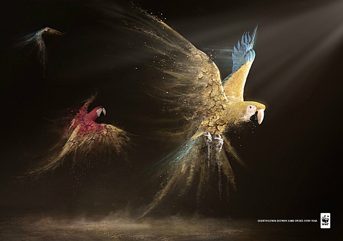 3925073_wwf_parrots (700x492, 86Kb)