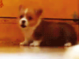 3962831_tumblr_lsq2ipSHpm1qg57tuo1_250 (160x119, 264Kb)