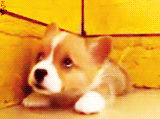 3962831_tumblr_lsq2ipSHpm1qg57tuo3_250 (160x119, 233Kb)
