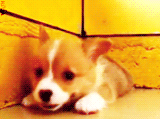 3962831_tumblr_lsq2ipSHpm1qg57tuo5_250 (160x119, 250Kb)