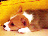 3962831_tumblr_lsq2ipSHpm1qg57tuo6_250 (160x119, 248Kb)
