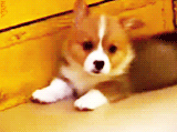 3962831_tumblr_lsq2ipSHpm1qg57tuo9_250 (160x119, 172Kb)