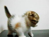 3962831_tumblr_lus3erL7UL1qhe1axo3_250 (170x128, 488Kb)