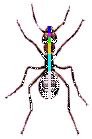 antbody[1] (92x139, 1Kb)