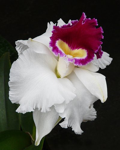 orchids-6 (400x500, 31Kb)