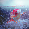 3705756_fish_1 (100x100, 27Kb)