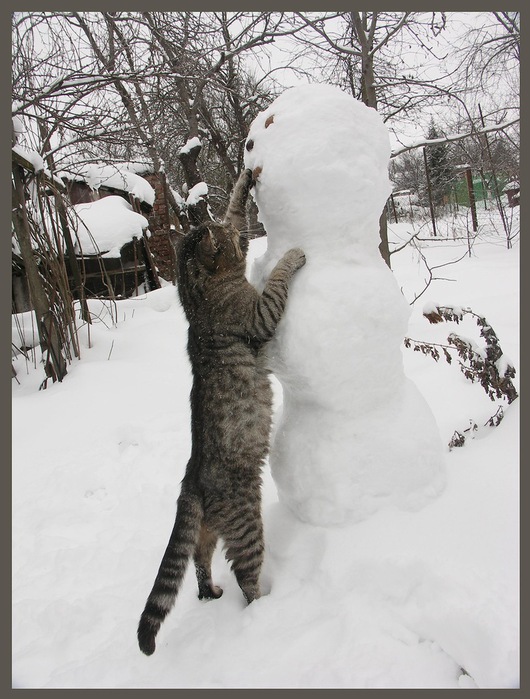 Cat and snowman