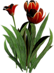 0_5c1eb_8786e359_S (110x150, 28Kb)
