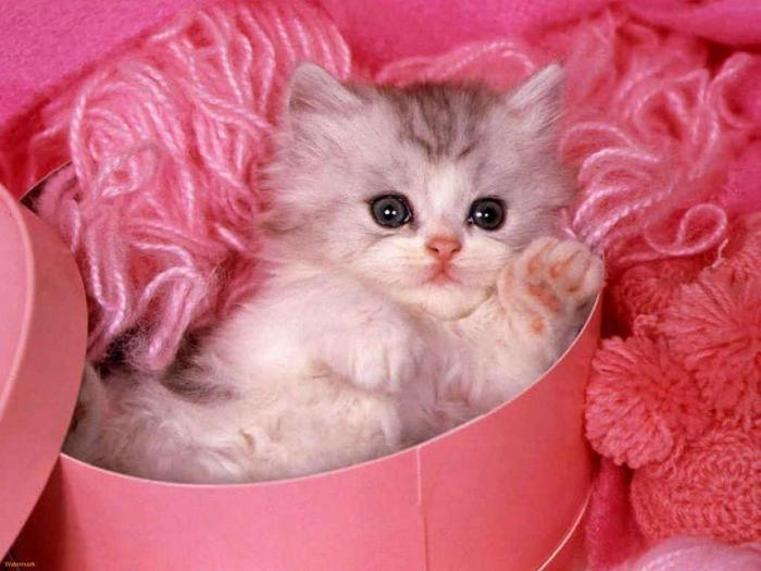 Cute-Valentine-Cat-1 (700x525, 47Kb)