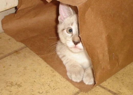 adorable_kitty_cats_in_bags_640_17-thumb (520x373, 114Kb)